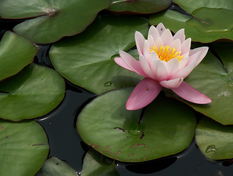 Blume  PICT 6086_Bildgröße ändern.jpg